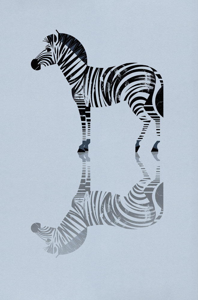 Zebra von Dieter Braun
