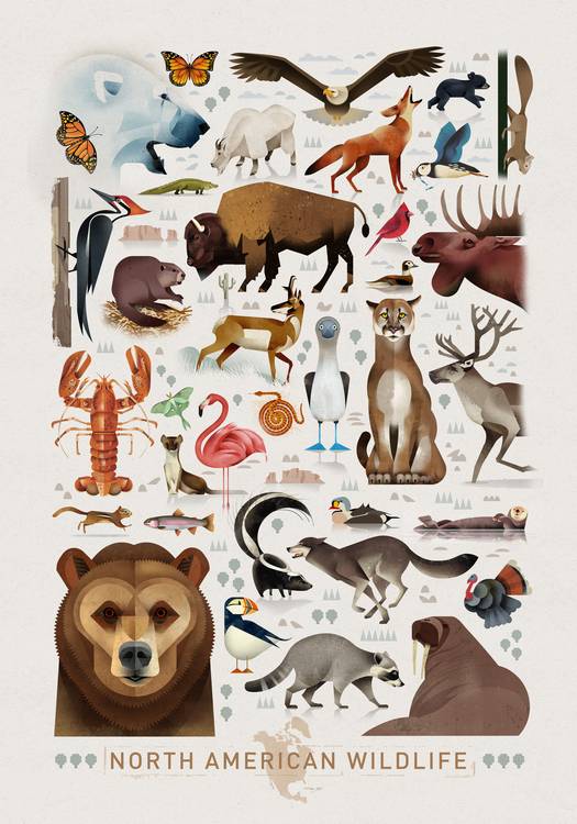 North American Wildlife von Dieter Braun