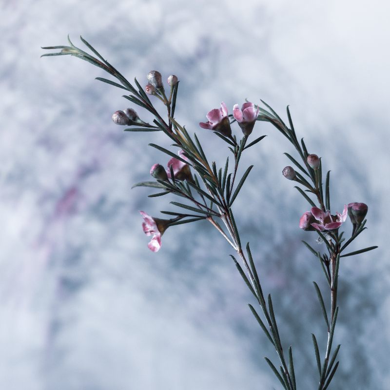 Magic Flowers 15 von Anke Brehm