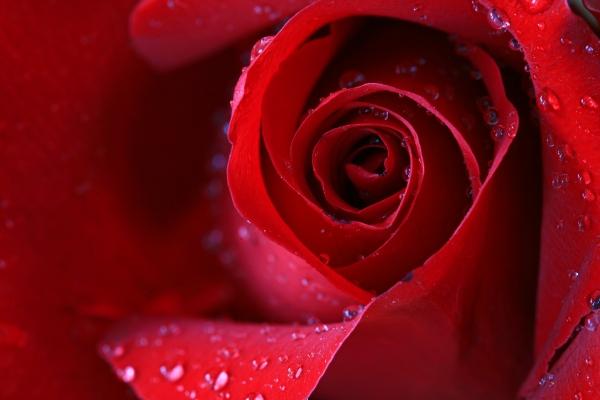 rose rot von Brita Stein