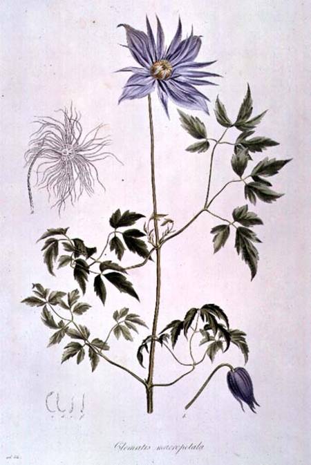 Clematis macropetala from "Icones Plantarum Floram Rossicam" 1829 von C. F. Ledebour