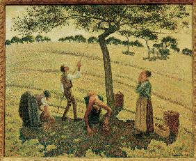 Pissarro / The Apple Harvest