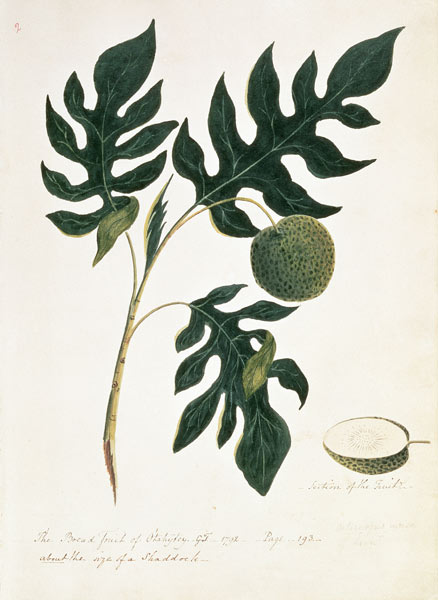 Brotfruchtbaum (The Bread Fruit of Otahytey) von Captain George Tobin