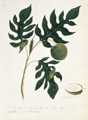Brotfruchtbaum (The Bread Fruit of Otahytey) 1792