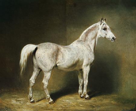 'Beatrice', the white arab saddlehorse of Helmuth Graf von Moltke 1855