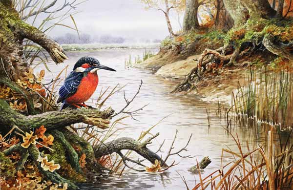 Kingfisher (w/c)  von Carl  Donner