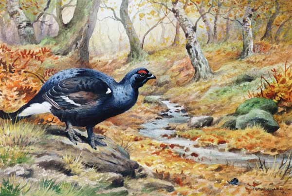 Black Cock Grouse by a stream (w/c)  von Carl  Donner