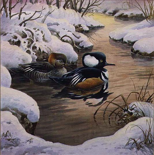 Hooded Mergansers on a Pool  von Carl  Donner