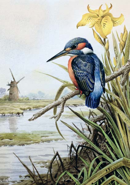 Kingfisher with Flag Iris and Windmill  von Carl  Donner