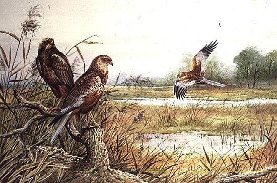 Marsh Harriers (w/c)  von Carl  Donner