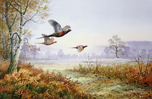 Pheasants in Flight (w/c)  von Carl  Donner