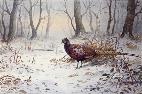 Pheasants in Snow (w/c)  von Carl  Donner