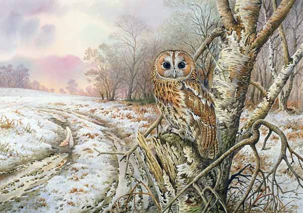 Tawny Owl  von Carl  Donner