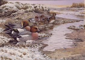 Daybreak on the Washes - Wigeon 
