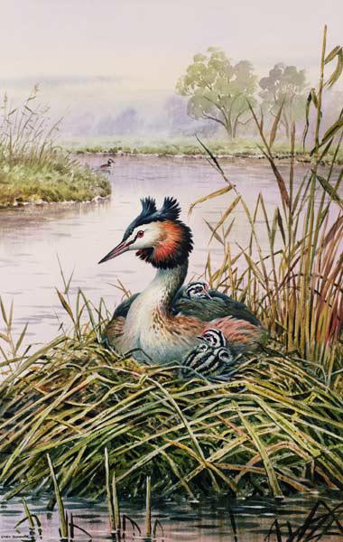 Great-Crested Grebes 