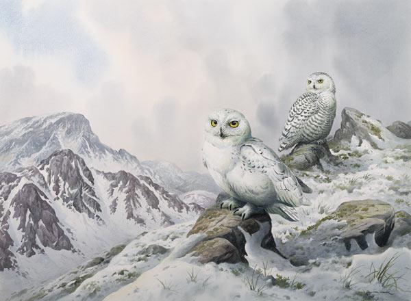 Pair of Snowy Owls in the Snowy Mountains, Australia 