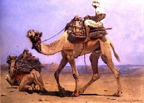 Camel Preparing to Lie Down 1858  on