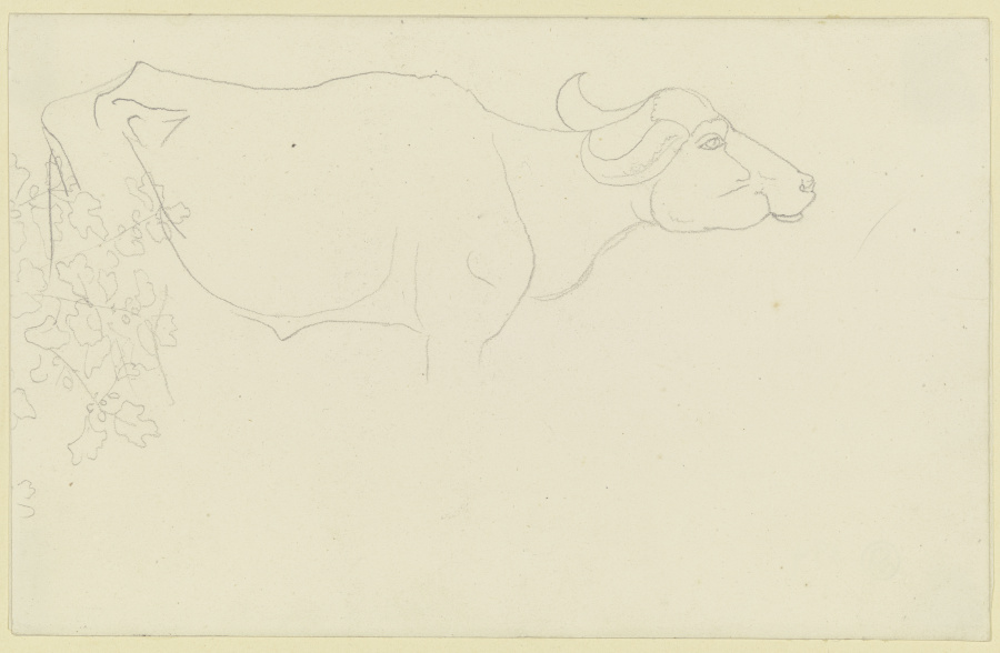 Umrisse eines Wasserbüffels, links Blattwerk von Carl Philipp Fohr