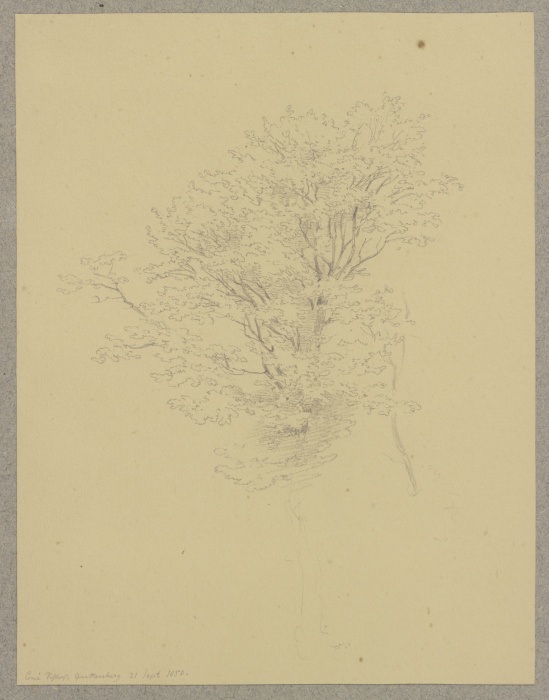 Baum bei Burg Guttenberg von Carl Theodor Reiffenstein