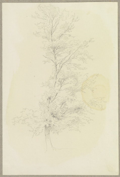In einer S-Linie gewachsener Baum von Carl Theodor Reiffenstein
