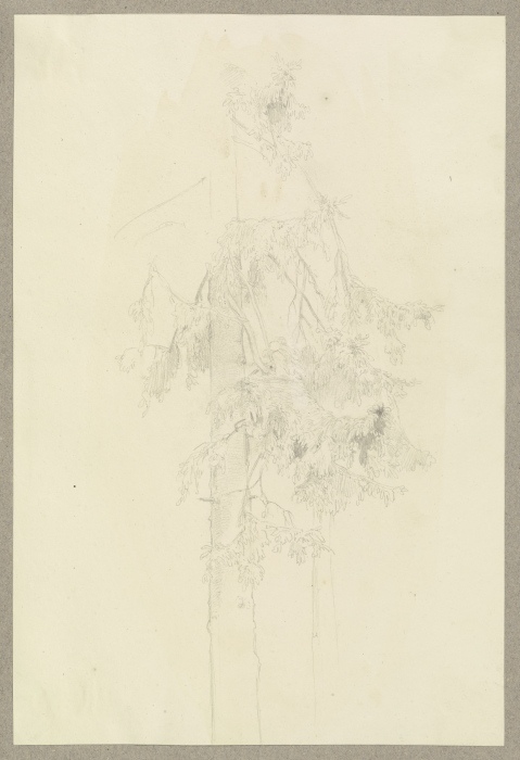 Zwei Nadelbäume von Carl Theodor Reiffenstein