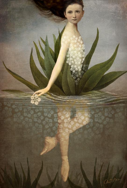 Wasserlilie von Catrin Welz-Stein