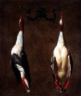 Two Wild Ducks Hanging