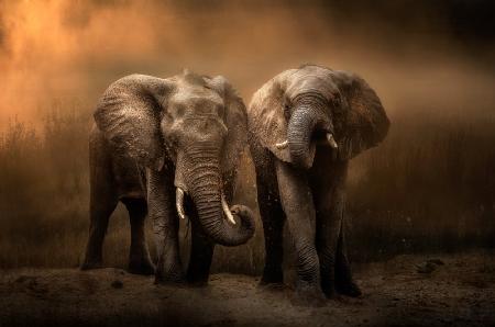 Elefanten-Staubbad...