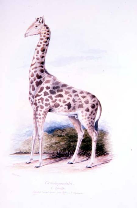 Giraffe by James Edwin Edward Dawe, illustration to The Ruminantia Vol. I von Charles Hamilton Smith