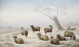 Sheep in Snow 1880