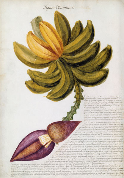 Banana von Charles Plumier