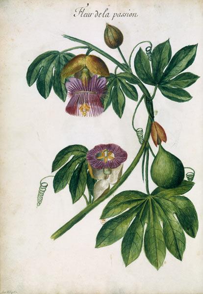 Passionflower / Ch.Plumier