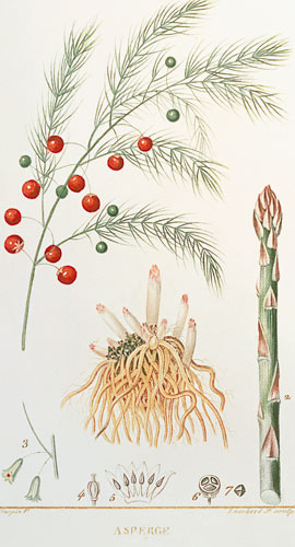 Asparagus: from "Flore Medicale", 1814 von Chaumeton