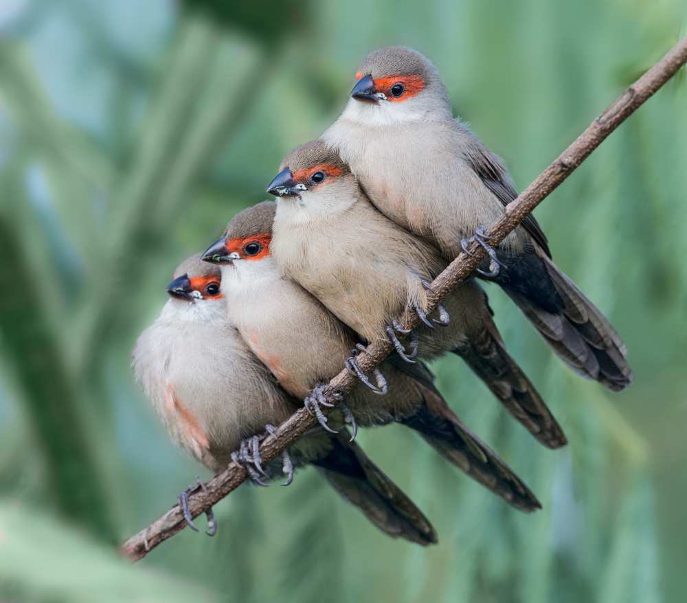 Common Waxbill von Cheng Chang