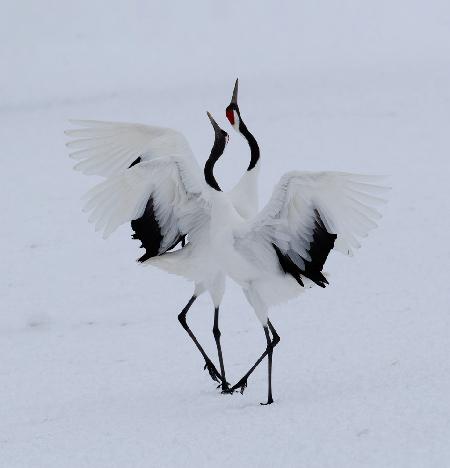 Tanzen im Schnee.