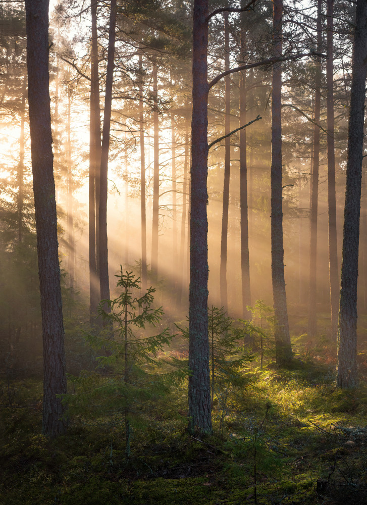 Nebeliger Wald von Christian Lindsten