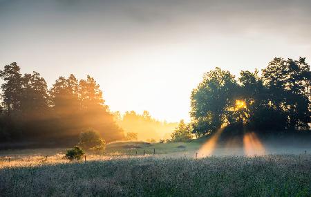 Sommerfeld mit Sonnenstrahlen