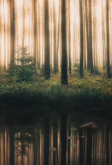 Spiegelung im nebligen Wald