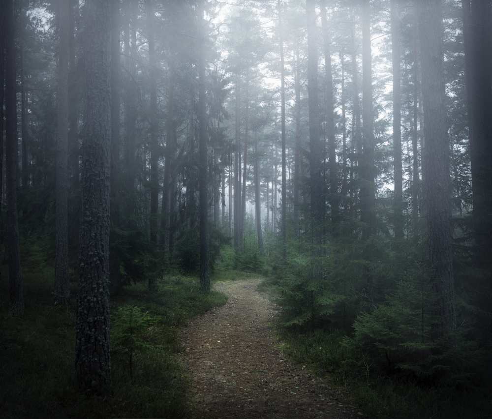 The forest of secrets von Christian Lindsten