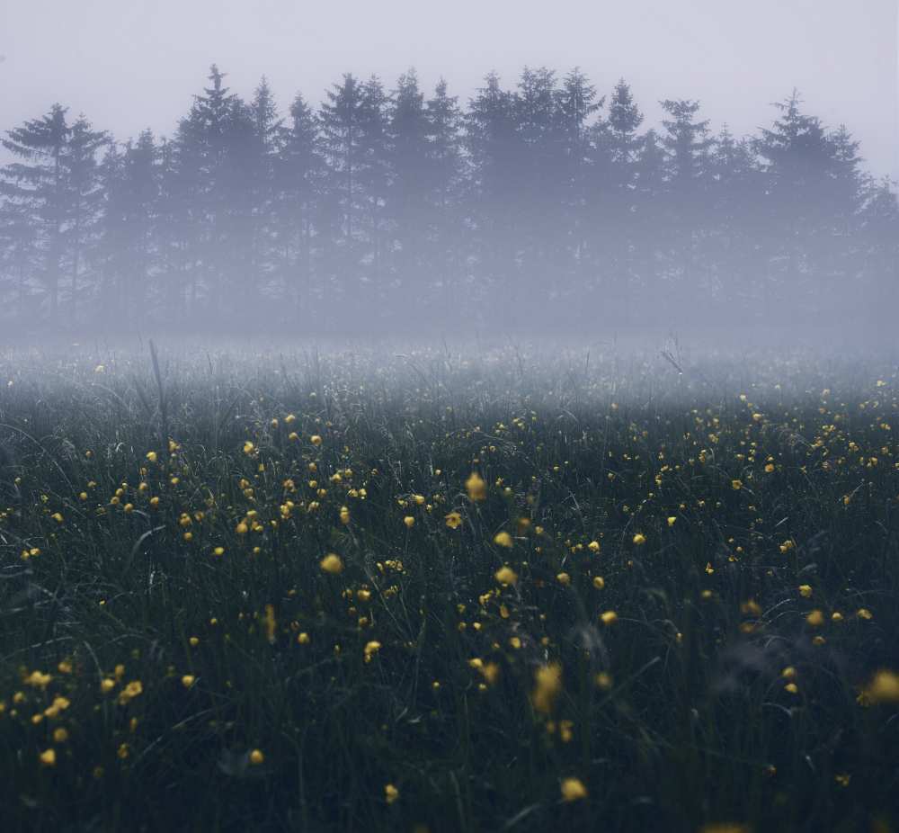 Those foggy mornings von Christian Lindsten