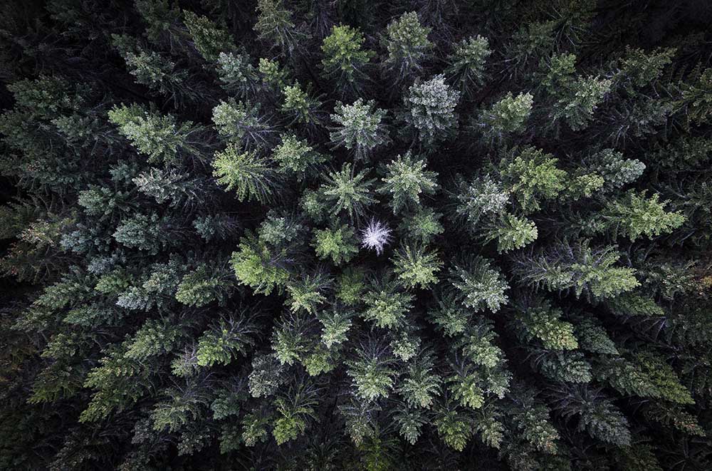 Toter Baum, umgeben von lebendigen Bäumen, Drohnenfoto. von Christian Lindsten