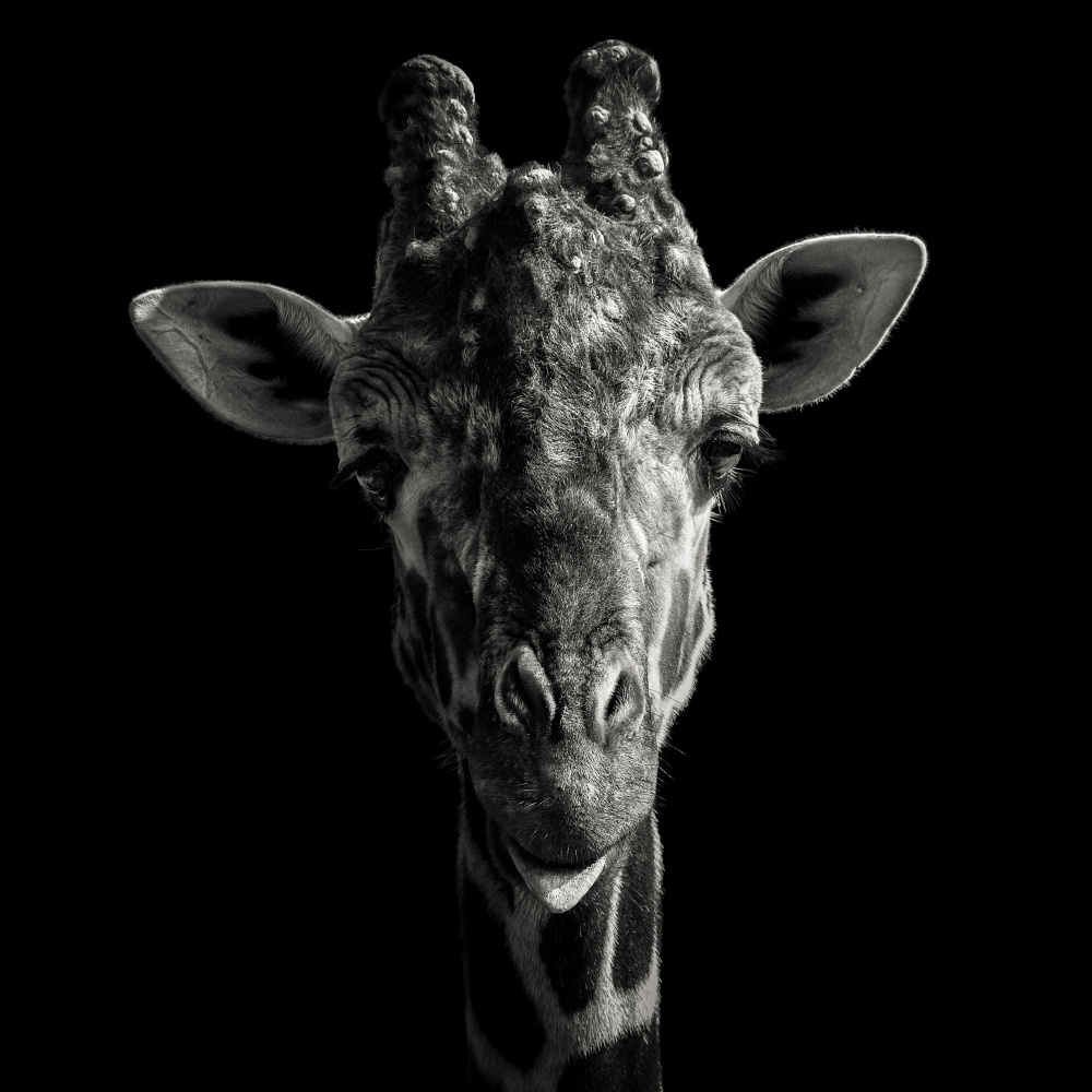 Freche Giraffe von Christian Meermann