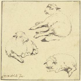 Drei ruhende Schafe