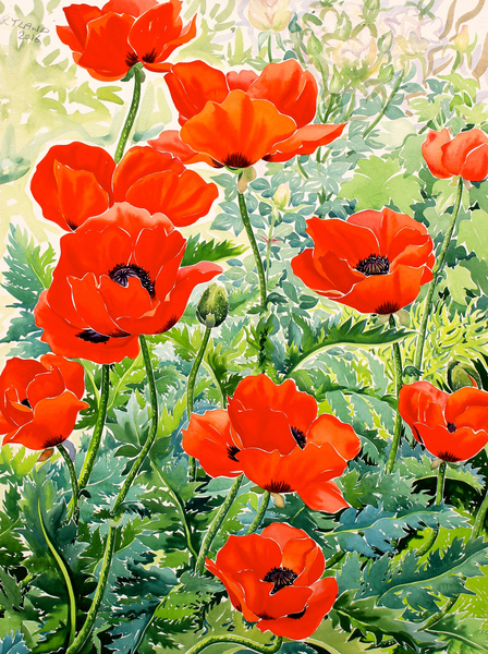 Garden Red Poppies von Christopher  Ryland