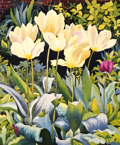 Pale Tulips von Christopher  Ryland