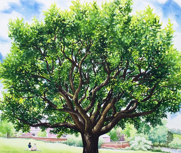 Summer Oak Tree von Christopher  Ryland