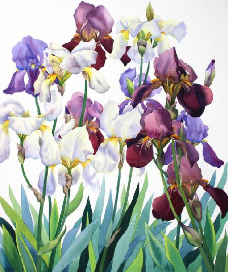 White and Purple Irises 2018
