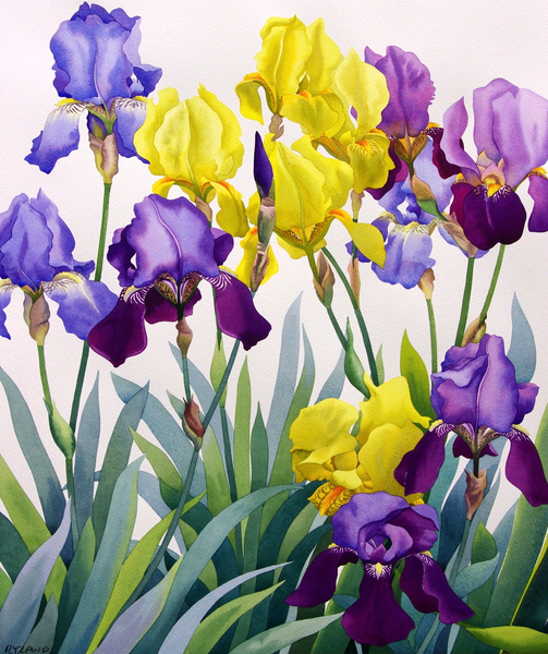 Yellow and Purple Irises von Christopher  Ryland