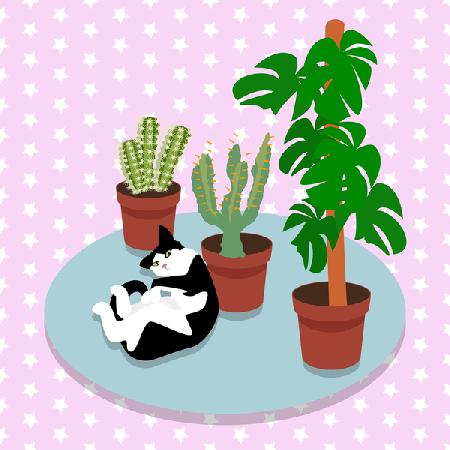 The Cat and the Cacti 2017