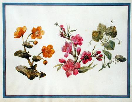 Marsh Marigold, Japonica, Violet  on von Claude Aubriet